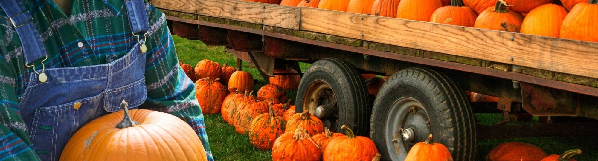 person holding pumpkin in front of truck bed full of pumpkins